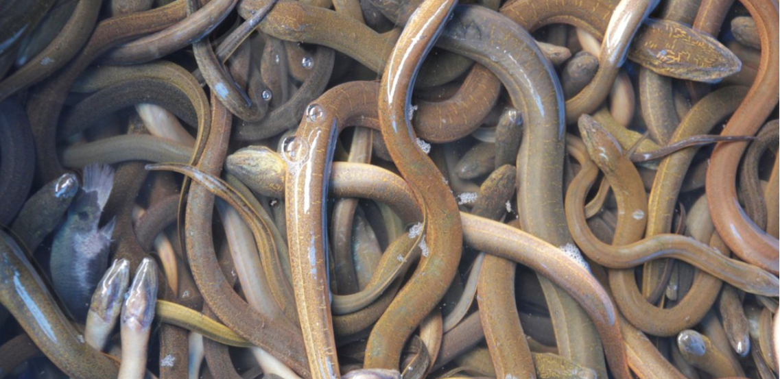 ‘Kwaliteitsmedia’ zijn lakeien van de macht