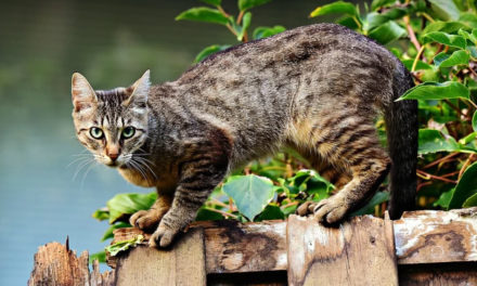 De ophef die alle politieke bubbels splijt