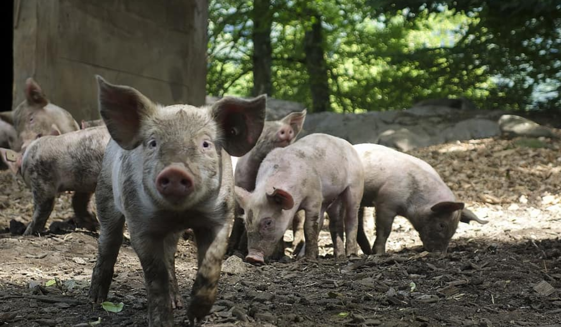 Boeren in Nederland: een verhaal uit de praktijk