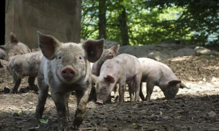 Boeren in Nederland: een verhaal uit de praktijk