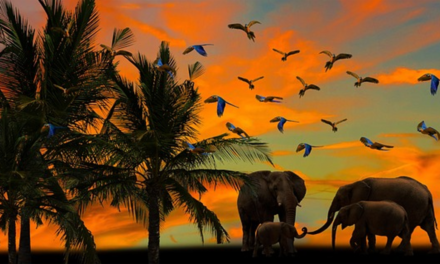 ‘Fatsoenlijke’ Twitteraars vluchten naar safe space Mastodon